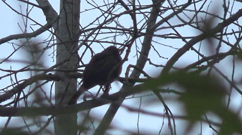 Blackbird Stock-Footage 49463971