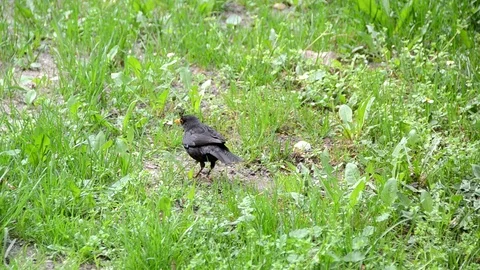 Blackbird Stock Footage 88702421