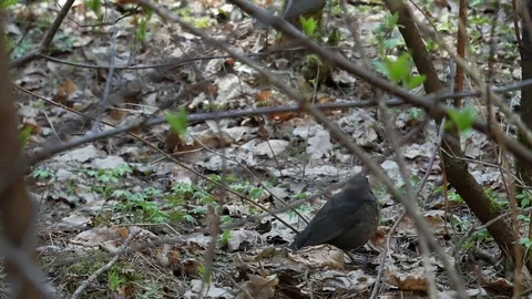 Blackbird. Video stock 116792986