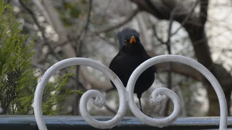 Blackbird Video stock 123488000
