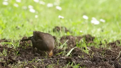 Blackbird Stock Footage 131093557