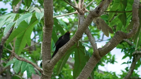 Blackbird Stock Footage 314435158