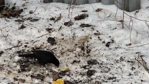 Blackbird 스톡 동영상 328151062