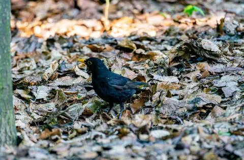 Blackbird Foraging In Fall Leaves Stock Photos