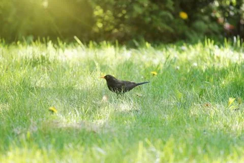 Blackbird foraging in grass Foto stock