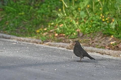 Blackbird Foraging for Nesting Material Stock Photos