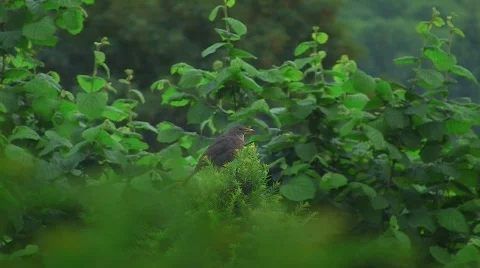 Blackbird in garden Stock Footage 500222