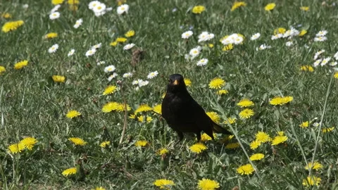 Blackbird in the garden Stock-Footage 153081042