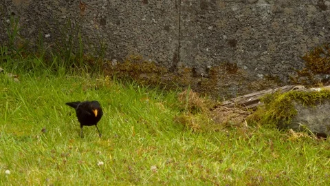 Blackbird on grass Stock Footage 114146384