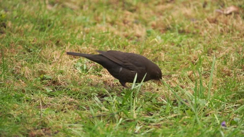 Blackbird in the grass Stock Footage 273173388