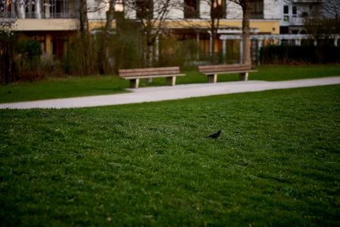 Blackbird on grass in munich Stock Photos