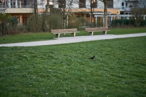 Blackbird on grass in munich Stock Photos