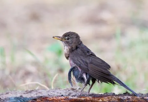 Blackbird on the ground Stock Photos