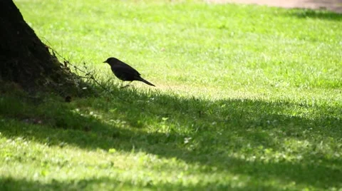 Blackbird hides behind tree Stockbeeldmateriaal 40675828