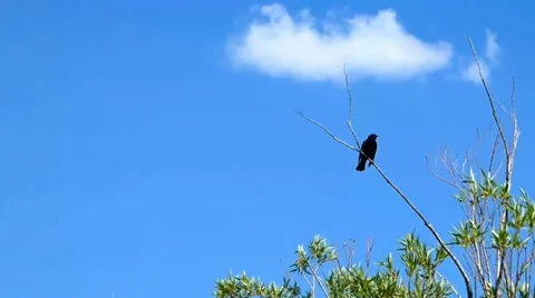 Blackbird High on Branch Видео 39647007