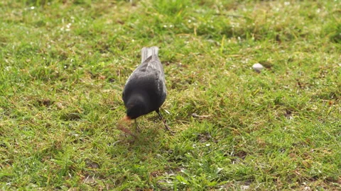 A blackbird hunted an earthworm Stock Footage 273111924