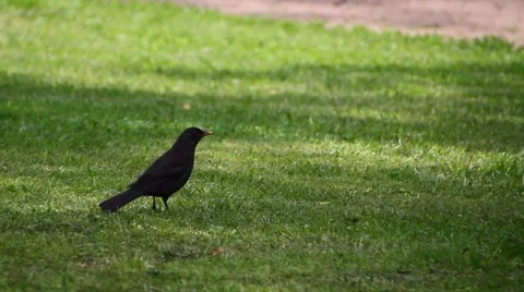Blackbird jumps out of frame Stockbeeldmateriaal 40675848
