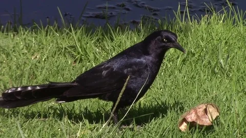 Blackbird by the lake Video stock 77111884
