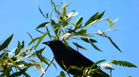 Blackbird on a Leafy Waving Tree Branch 库存影片 39646887