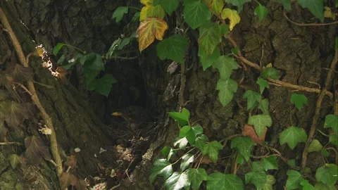 Blackbird leaving nest Stock Footage 324035656