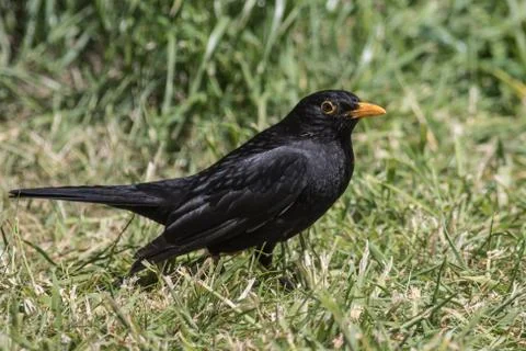 Blackbird on light grass Stock Photos