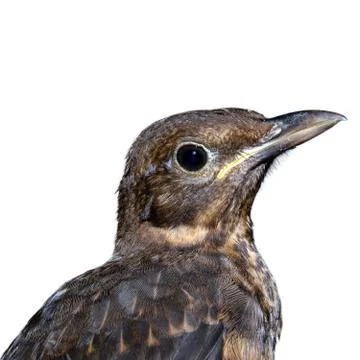 Blackbird is looking on white background Stock Photos