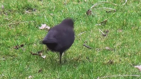 Blackbird looking for worms in the grass Stock Footage 96189382