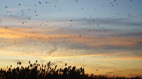 Blackbird Migration Stock Footage 9024606