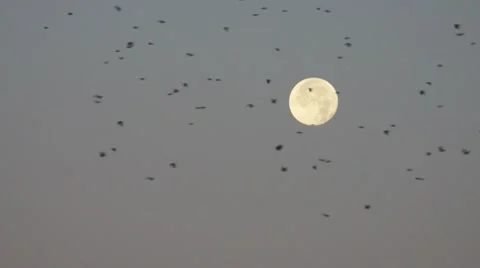 Blackbird Migration Moon Stock Footage 10311059