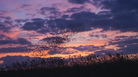 Blackbird Migration Sunrise Видео 9025860