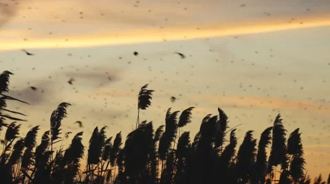Blackbird Migration Sunset Stock Footage 9025922