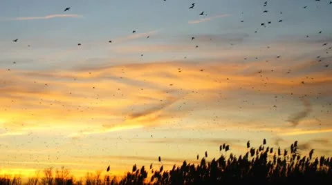 Blackbird Migration Sunset 動画素材 9025927
