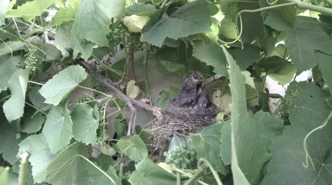 Blackbird mother feeding her babies in the nest 3 Stock Footage 59588302