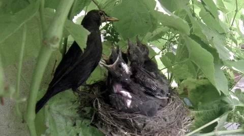 Blackbird mother feeding her babies in the nest 4 Stock Footage 59588359