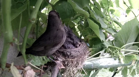 Blackbird mother feeding her babies in the nest 7 Stock Footage 59588365