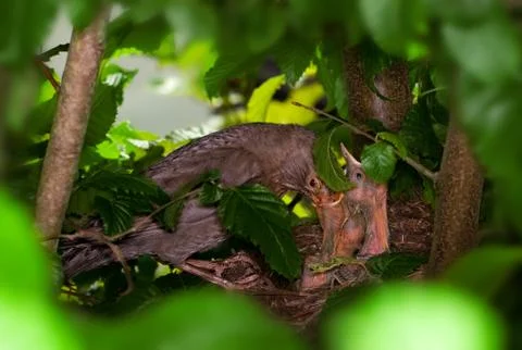 Blackbird nest Stock Photos