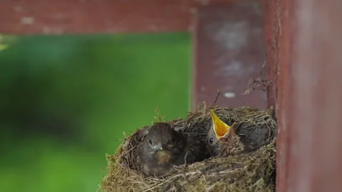 Blackbird Nestling Opens Beak While Waiting in Nest Stock Footage 340329203