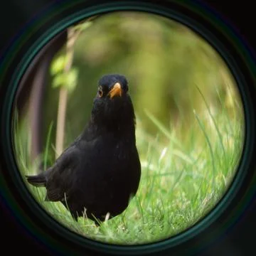 Blackbird in objective lens Stock Photos