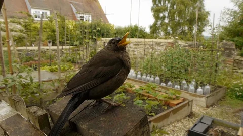 Blackbird overlooking a garden Stock Footage 106387679