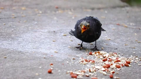 Blackbird perched Stock Footage 318606922