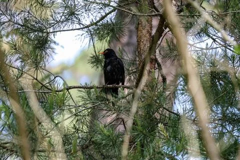 Blackbird perched on a pine tree branch surrounded by needles and soft boke.. Stock Photos