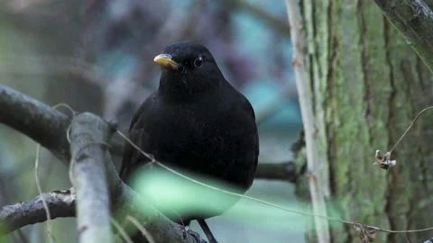 Blackbird perched on winter branch Stock Footage 141632027