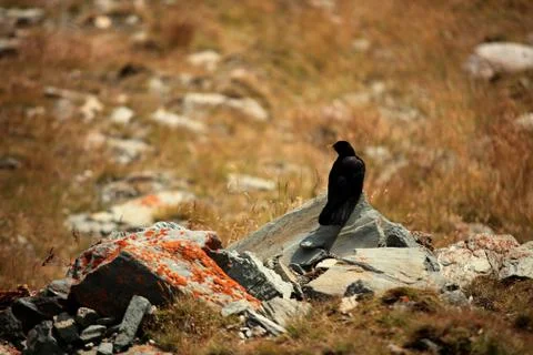 Blackbird Stock Photos