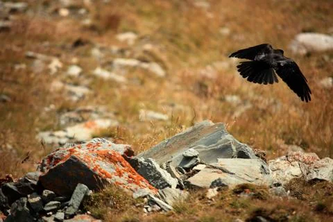 Blackbird Stock Photos