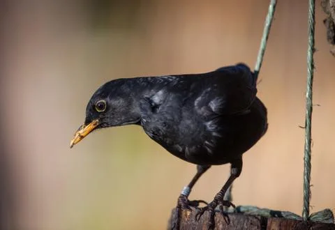 Blackbird Stock Photos