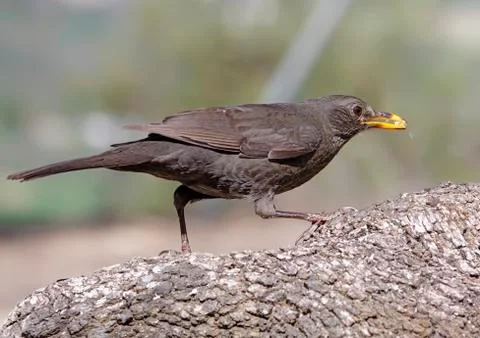 Blackbird Stock Photos