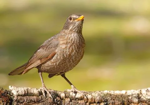 Blackbird Stock Photos