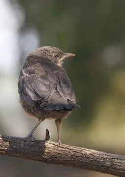 Blackbird Foto stock