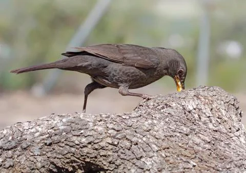 Blackbird Stock Photos