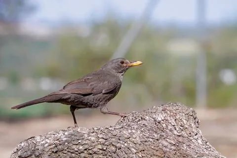Blackbird Stock Photos